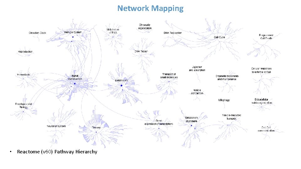 Network Mapping • Reactome (v 60) Pathway Hierarchy 
