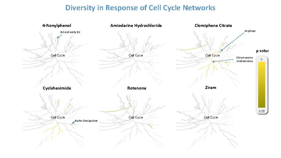 Diversity in Response of Cell Cycle Networks 4 -Nonylphenol Amiodarine Hydrochloride Clomiphene Citrate M-phase