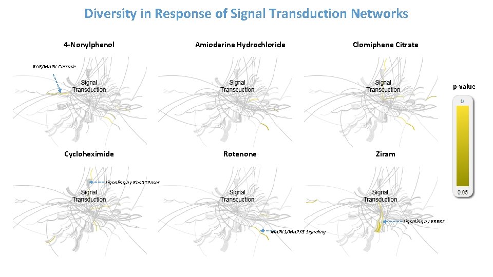 Diversity in Response of Signal Transduction Networks 4 -Nonylphenol Amiodarine Hydrochloride Clomiphene Citrate RAF/MAPK