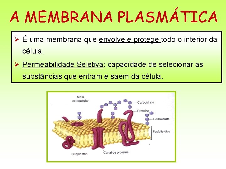 A MEMBRANA PLASMÁTICA Ø É uma membrana que envolve e protege todo o interior