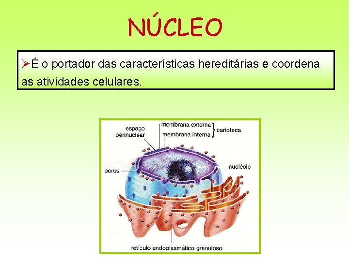 NÚCLEO ØÉ o portador das características hereditárias e coordena as atividades celulares. 