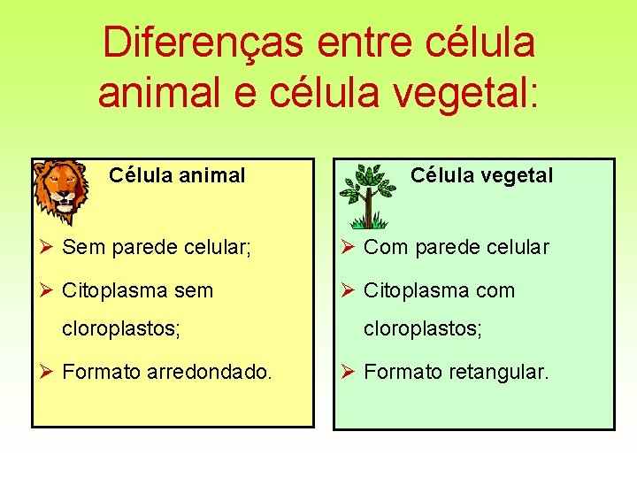 Diferenças entre célula animal e célula vegetal: • Célula animal Célula vegetal Ø Sem