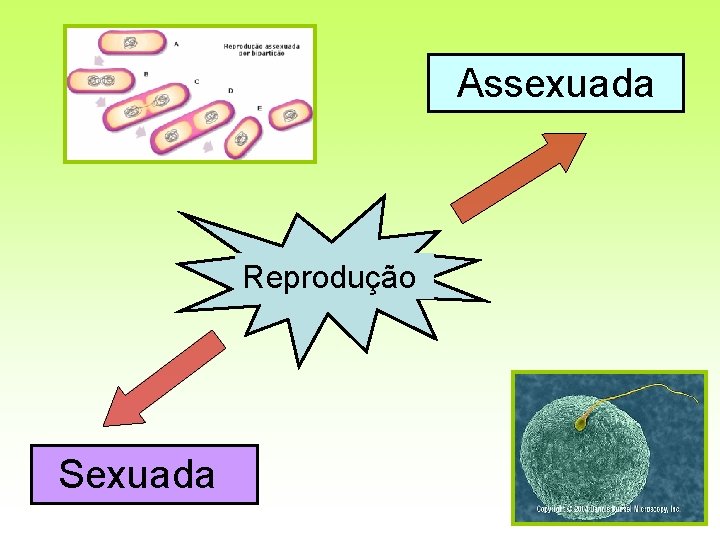 Assexuada Reprodução Sexuada 