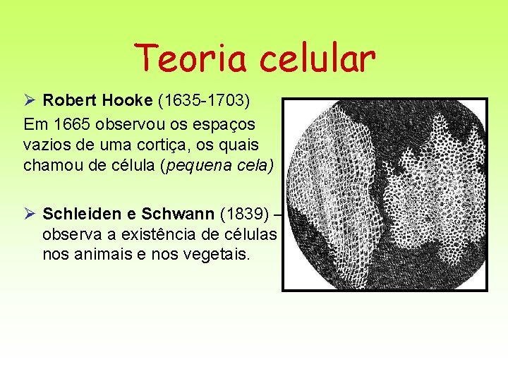 Teoria celular Ø Robert Hooke (1635 -1703) Em 1665 observou os espaços vazios de