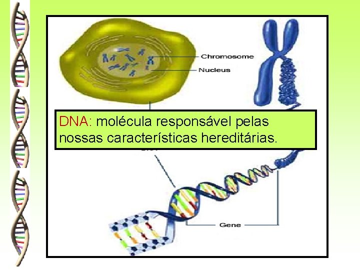 DNA: molécula responsável pelas nossas características hereditárias. 