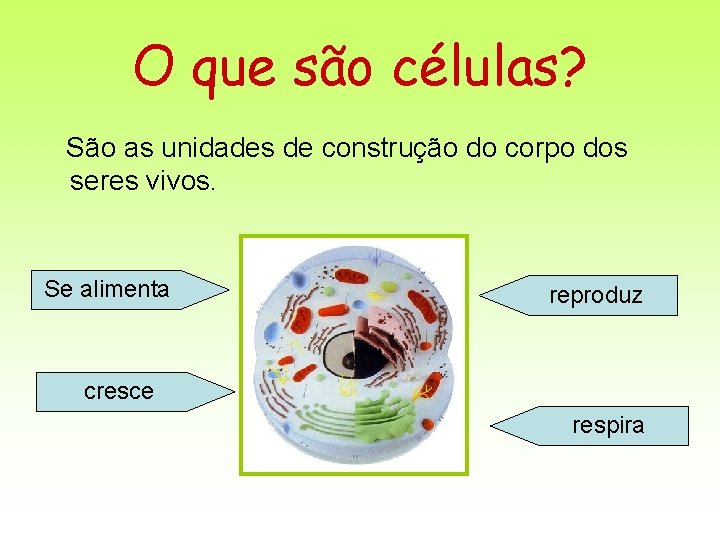 O que são células? São as unidades de construção do corpo dos seres vivos. O que são células? São as unidades de construção do corpo dos seres vivos.