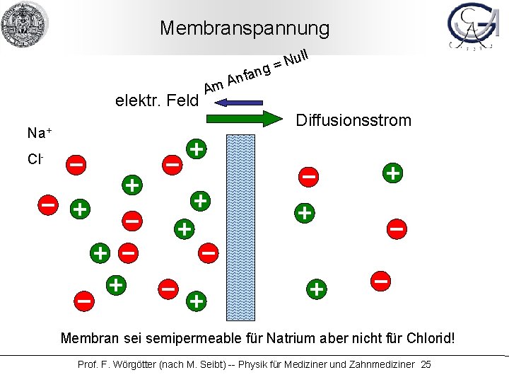 Membranspannung N = g n elektr. Feld Na+ ull nfa A m A Diffusionsstrom