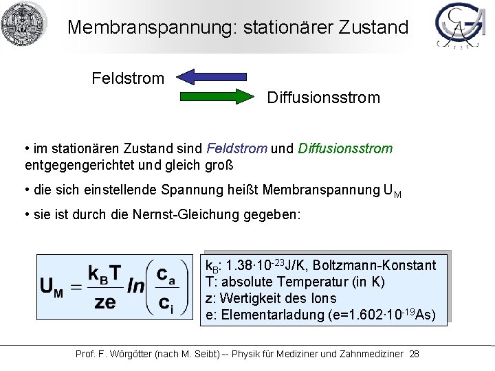 Membranspannung: stationärer Zustand Feldstrom Diffusionsstrom • im stationären Zustand sind Feldstrom und Diffusionsstrom entgegengerichtet