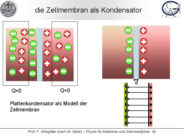 die Zellmembran als Kondensator d Q=0 Plattenkondensator als Modell der Zellmembran Prof. F. Wörgötter