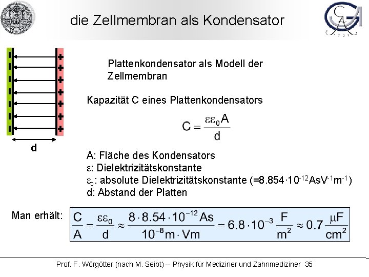 die Zellmembran als Kondensator Plattenkondensator als Modell der Zellmembran Kapazität C eines Plattenkondensators d