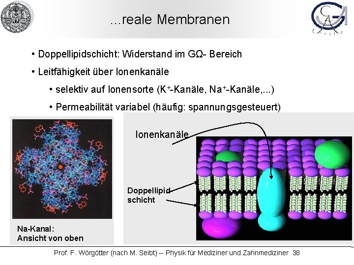 . . . reale Membranen • Doppellipidschicht: Widerstand im GΩ- Bereich • Leitfähigkeit über