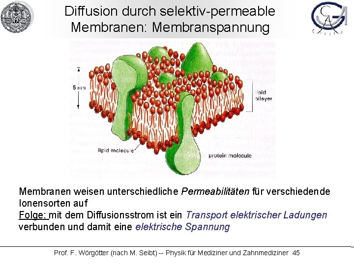 Diffusion durch selektiv-permeable Membranen: Membranspannung Membranen weisen unterschiedliche Permeabilitäten für verschiedende Ionensorten auf Folge: