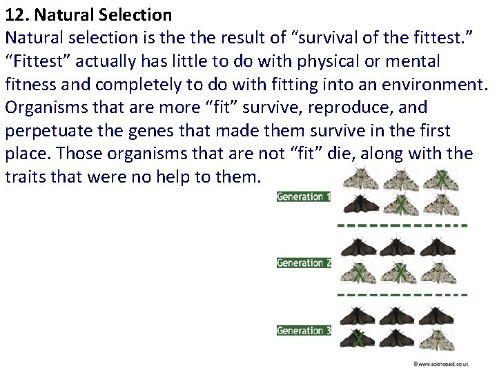 12. Natural Selection Natural selection is the result of “survival of the fittest. ”