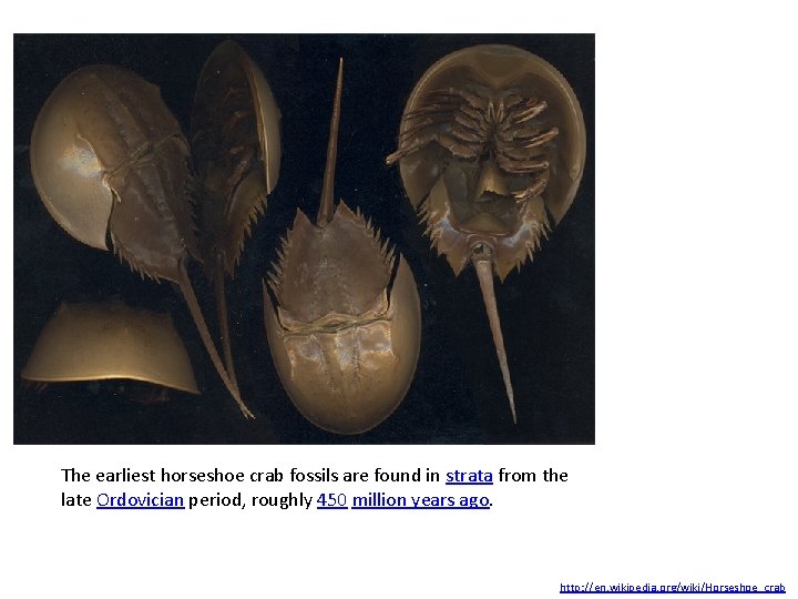 The earliest horseshoe crab fossils are found in strata from the late Ordovician period,