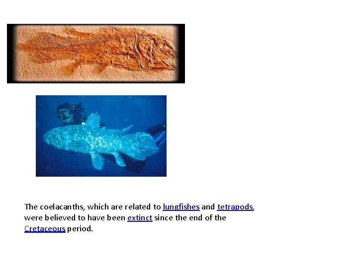 The coelacanths, which are related to lungfishes and tetrapods, were believed to have been