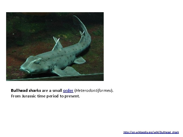 Bullhead sharks are a small order (Heterodontiformes). From Jurassic time period to present. http: