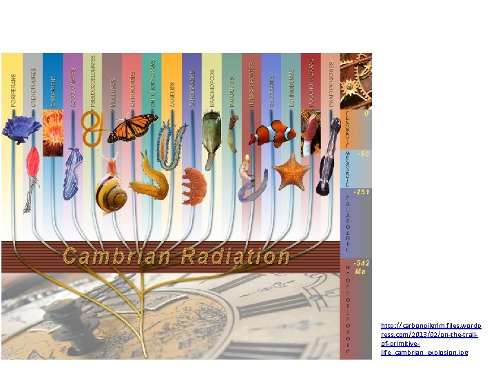 http: //carbonpilgrim. files. wordp ress. com/2013/02/on-the-trailof-primitivelife_cambrian_explosion. jpg 