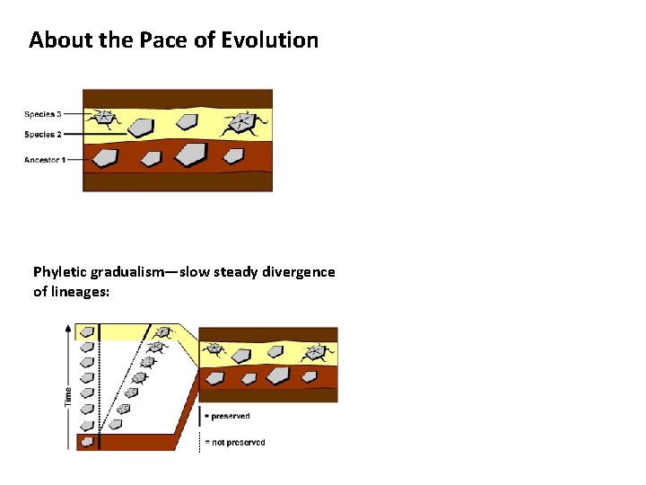 About the Pace of Evolution Phyletic gradualism—slow steady divergence of lineages: 