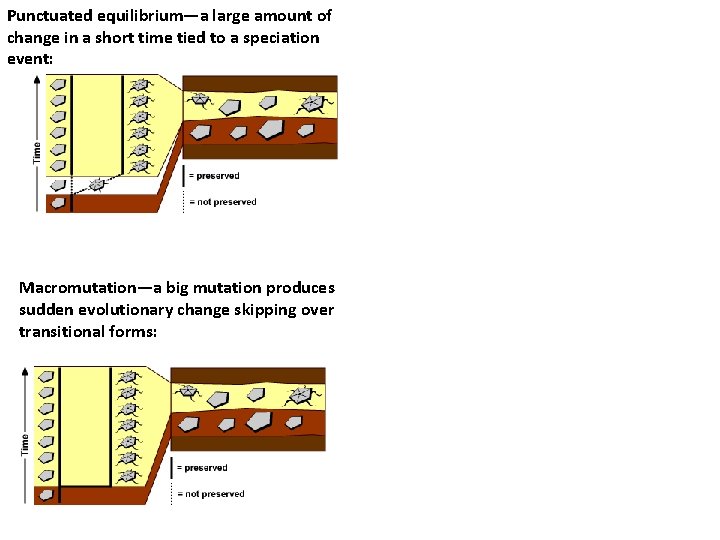 Punctuated equilibrium—a large amount of change in a short time tied to a speciation