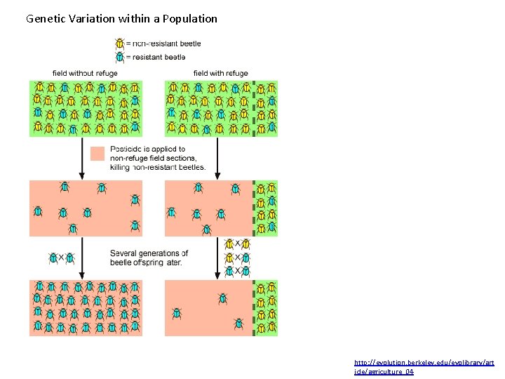 Genetic Variation within a Population http: //evolution. berkeley. edu/evolibrary/art icle/agriculture_04 