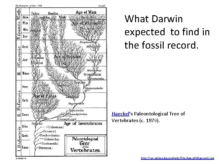 What Darwin expected to find in the fossil record. Haeckel's Paleontological Tree of Vertebrates