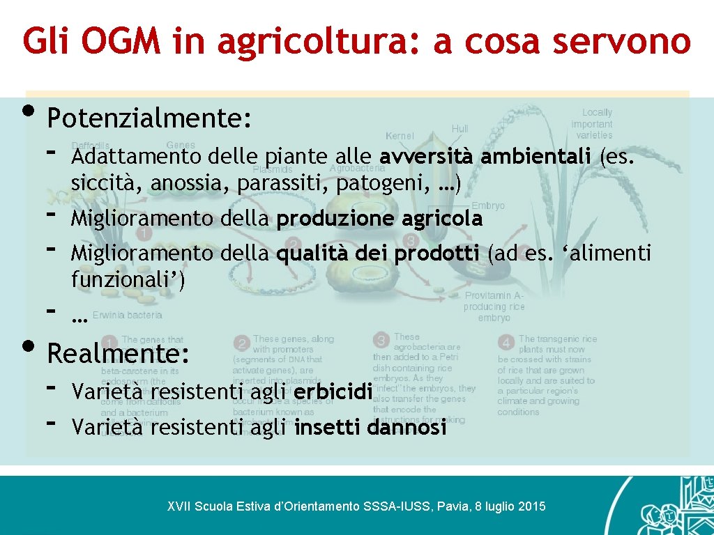 Gli OGM in agricoltura: a cosa servono • Potenzialmente: - Adattamento delle piante alle
