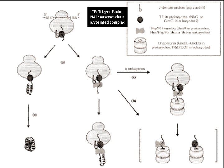 TF: Trigger Factor NAC: nascent-chain associated complex 