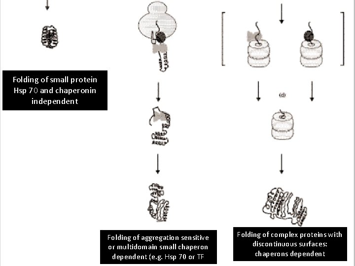 Folding of small protein Hsp 70 and chaperonin independent Folding of aggregation sensitive or