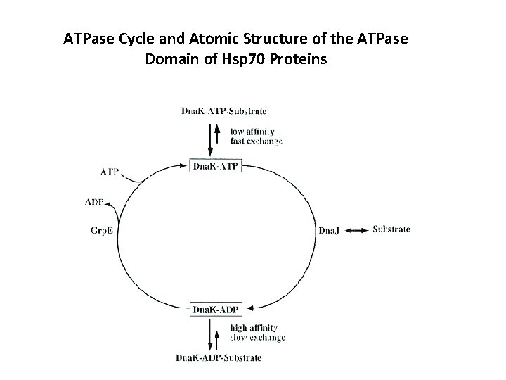 ATPase Cycle and Atomic Structure of the ATPase Domain of Hsp 70 Proteins 