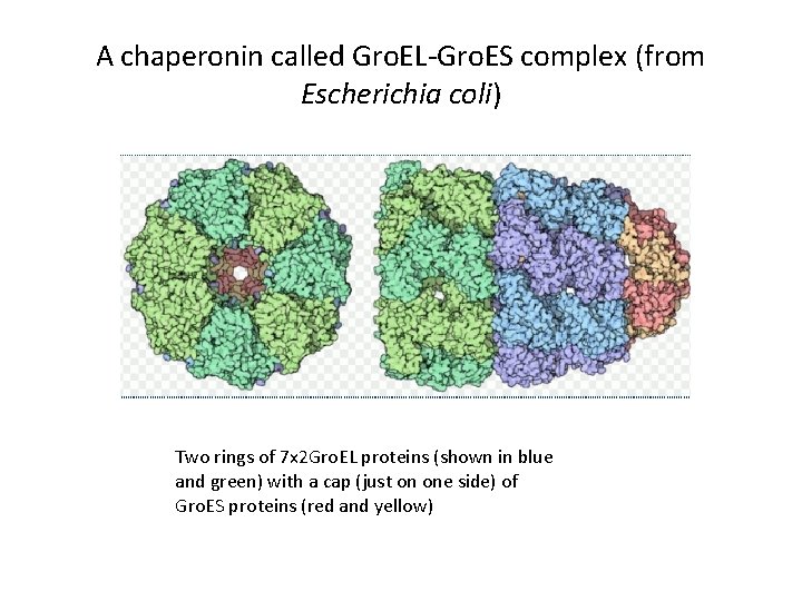A chaperonin called Gro. EL-Gro. ES complex (from Escherichia coli) Two rings of 7