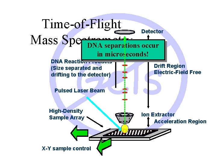 Time-of-Flight Detector Mass Spectrometry DNA separations occur Gels in microseconds! DNA Reaction Products (Size