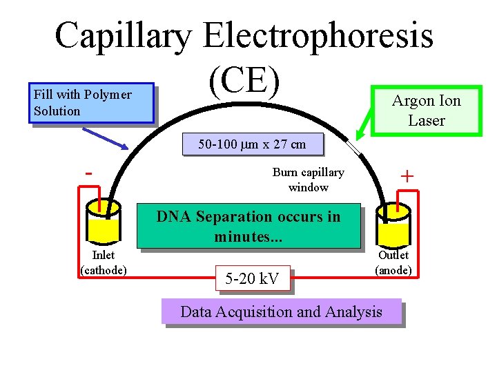 Capillary Electrophoresis (CE) Argon Ion Fill with Polymer Solution Laser 50 -100 m x