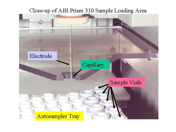 Close-up of ABI Prism 310 Sample Loading Area Electrode Capillary Sample Vials Autosampler Tray