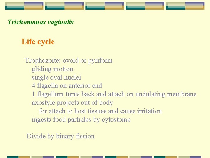 Trichomonas vaginalis Life cycle Trophozoite: ovoid or pyriform gliding motion single oval nuclei 4