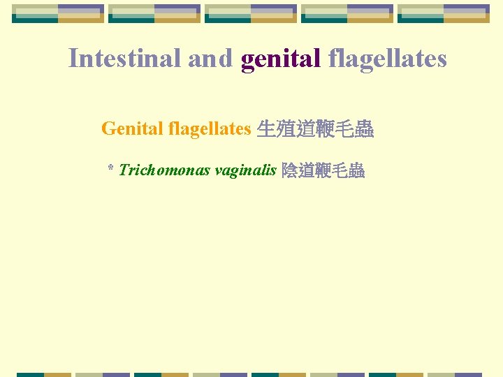 Intestinal and genital flagellates Genital flagellates 生殖道鞭毛蟲 * Trichomonas vaginalis 陰道鞭毛蟲 