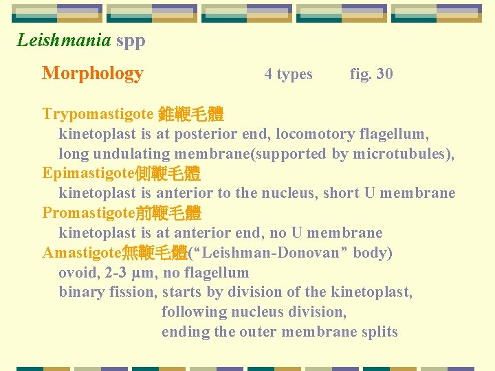 Leishmania spp Morphology 4 types fig. 30 Trypomastigote 錐鞭毛體 kinetoplast is at posterior end,