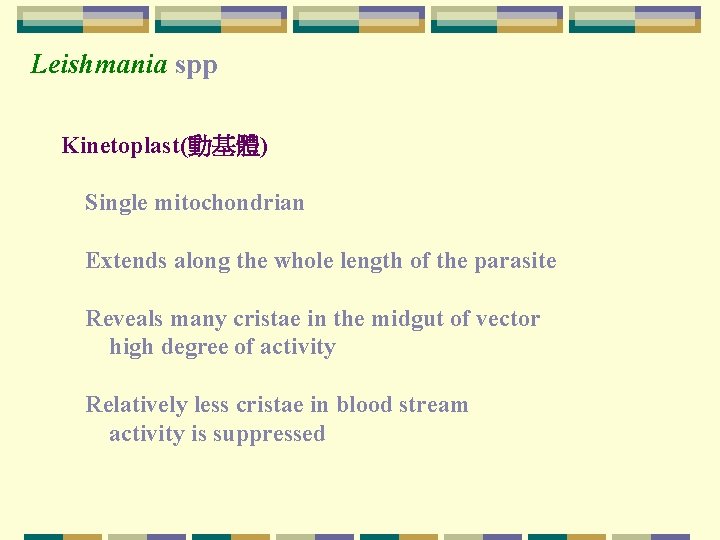 Leishmania spp Kinetoplast(動基體) Single mitochondrian Extends along the whole length of the parasite Reveals Leishmania spp Kinetoplast(動基體) Single mitochondrian Extends along the whole length of the parasite Reveals