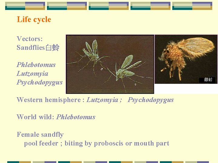 Life cycle Vectors: Sandflies白蛉 Phlebotomus Lutzomyia Psychodopygus Western hemisphere : Lutzomyia ; Psychodopygus World