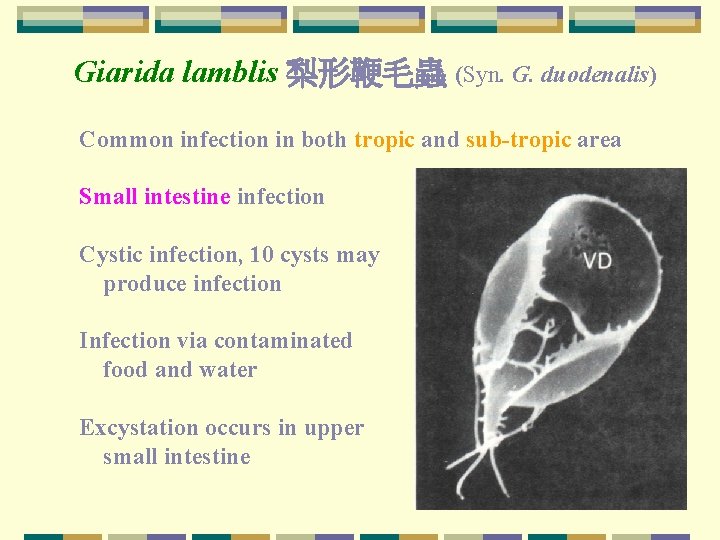 Giarida lamblis 梨形鞭毛蟲 (Syn. G. duodenalis) Common infection in both tropic and sub-tropic area