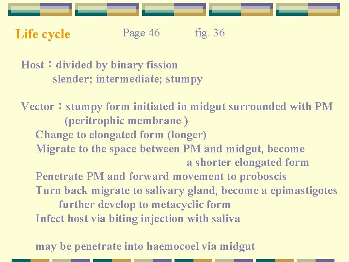 Life cycle Page 46 fig. 36 Host:divided by binary fission slender; intermediate; stumpy Vector:stumpy Life cycle Page 46 fig. 36 Host:divided by binary fission slender; intermediate; stumpy Vector:stumpy