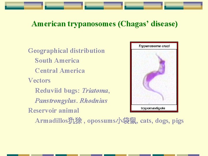 American trypanosomes (Chagas’ disease) Geographical distribution South America Central America Vectors Reduviid bugs: Triatoma,
