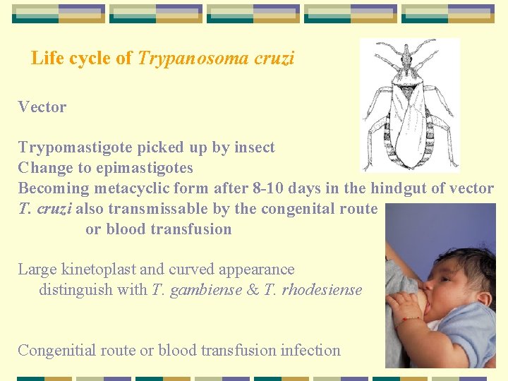 Life cycle of Trypanosoma cruzi Vector Trypomastigote picked up by insect Change to epimastigotes