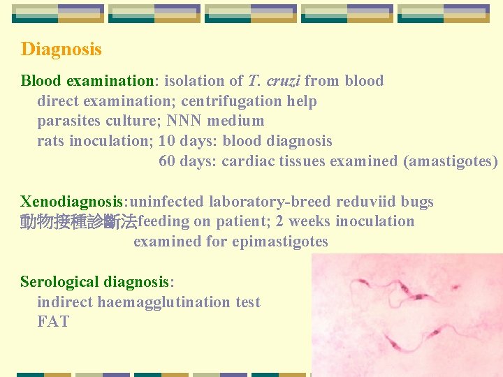 Diagnosis Blood examination: isolation of T. cruzi from blood direct examination; centrifugation help parasites Diagnosis Blood examination: isolation of T. cruzi from blood direct examination; centrifugation help parasites