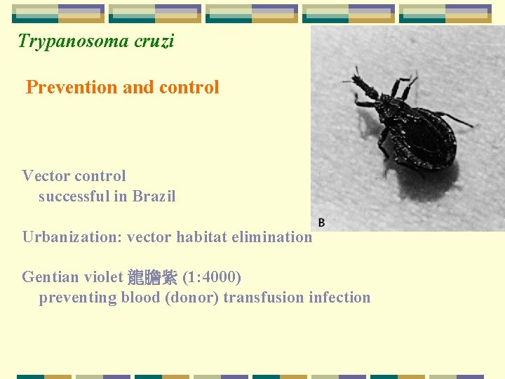 Trypanosoma cruzi Prevention and control Vector control successful in Brazil Urbanization: vector habitat elimination Trypanosoma cruzi Prevention and control Vector control successful in Brazil Urbanization: vector habitat elimination