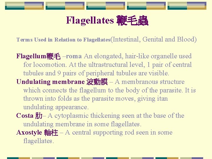 Flagellates 鞭毛蟲 Terms Used in Relation to Flagellates(Intestinal, Genital and Blood) Flagellum鞭毛 –roma An Flagellates 鞭毛蟲 Terms Used in Relation to Flagellates(Intestinal, Genital and Blood) Flagellum鞭毛 –roma An