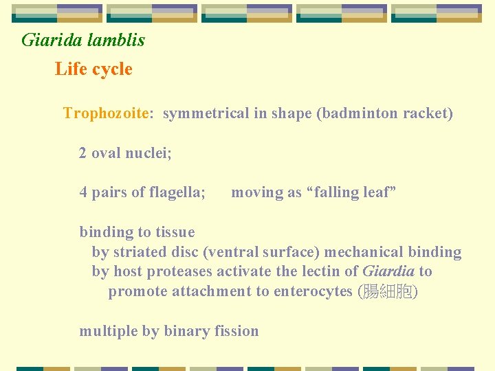 Giarida lamblis Life cycle Trophozoite: symmetrical in shape (badminton racket) 2 oval nuclei; 4
