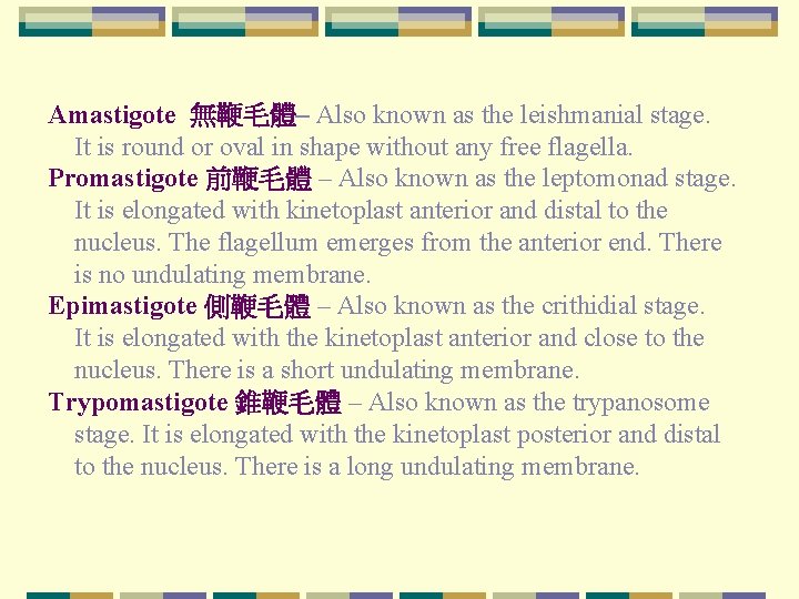 Amastigote 無鞭毛體– Also known as the leishmanial stage. It is round or oval in Amastigote 無鞭毛體– Also known as the leishmanial stage. It is round or oval in