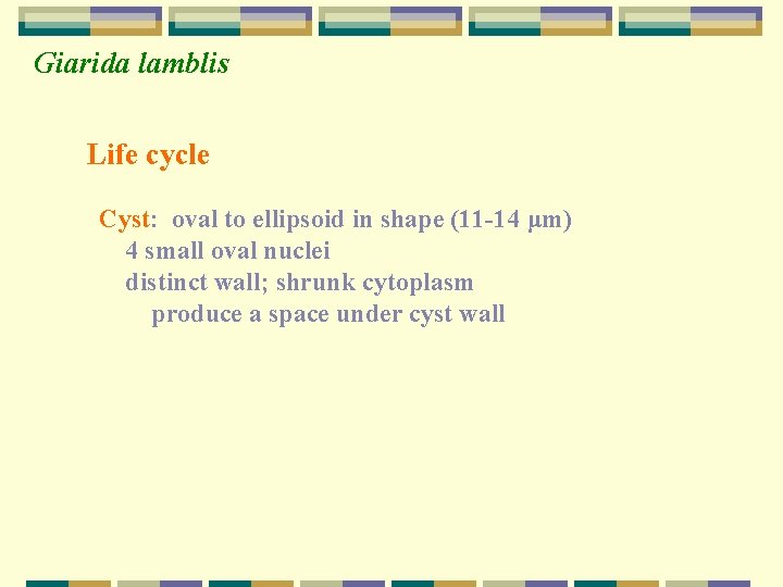 Giarida lamblis Life cycle Cyst: oval to ellipsoid in shape (11 -14 μm) 4