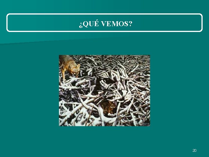 ¿QUÉ VEMOS? 20 ¿QUÉ VEMOS? 20