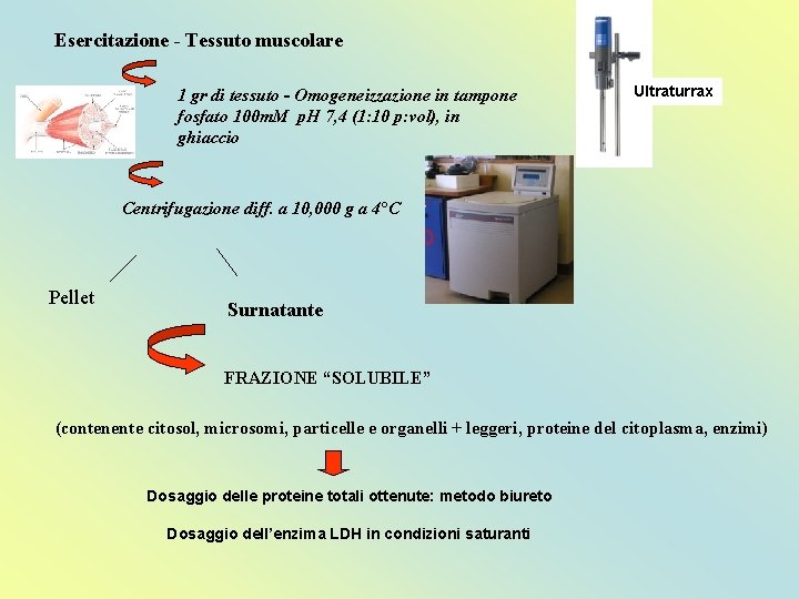 Esercitazione - Tessuto muscolare 1 gr di tessuto - Omogeneizzazione in tampone fosfato 100